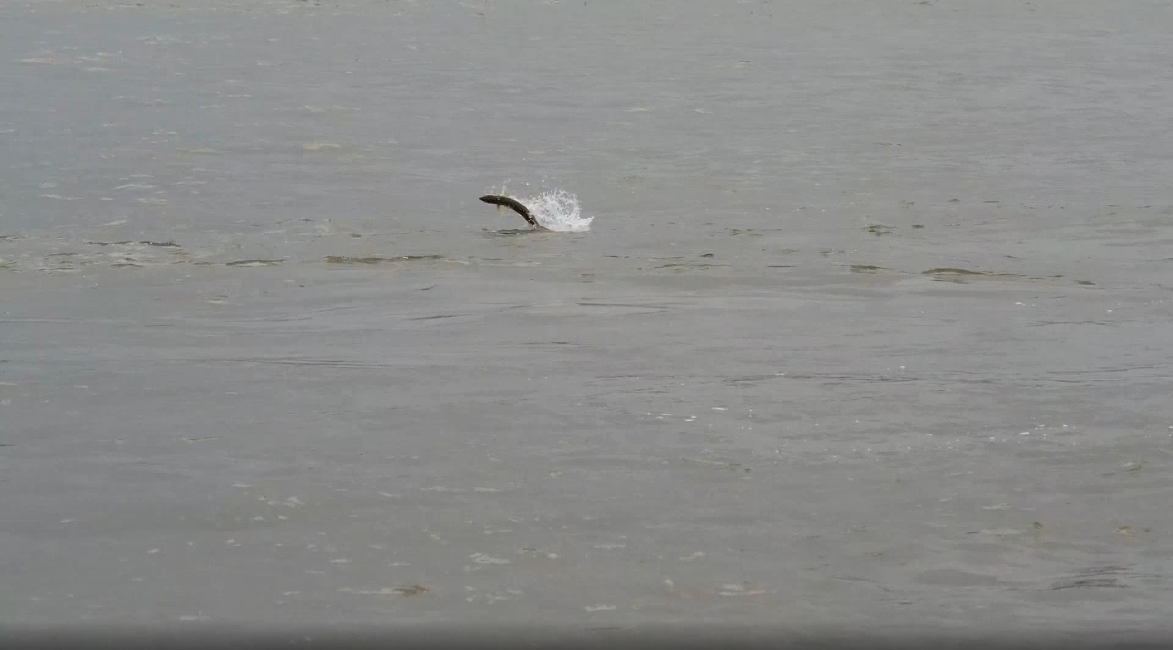 1603712611401572.jpg 魚--鳡魚.jpg